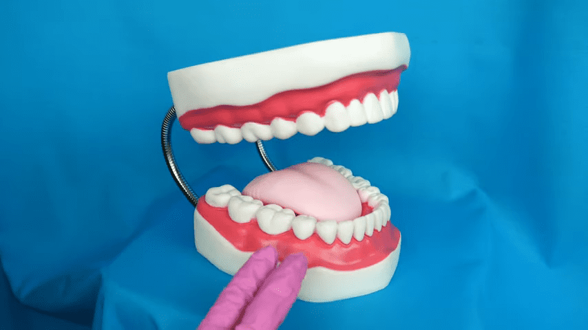 Anatomy of the Mouth and Teeth