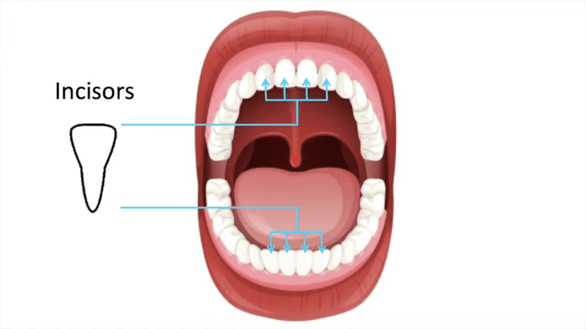 Incisor Function and Importance in Chewing