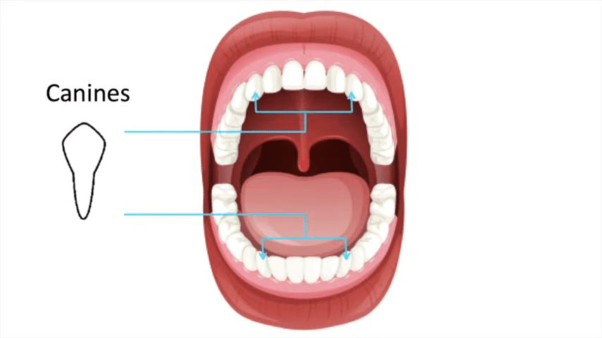 Canines: The Pointed Teeth for Tearing and Gripping