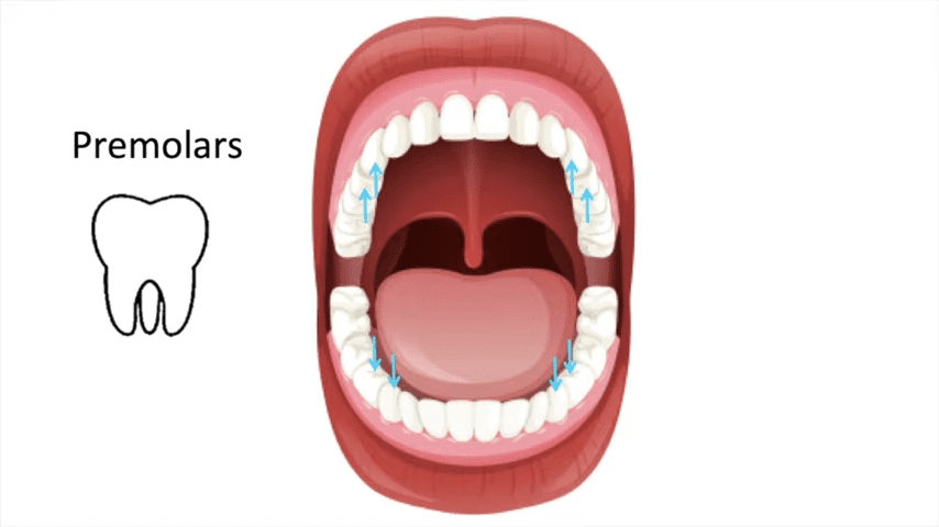 Premolars: The Teeth for Chewing and Grinding