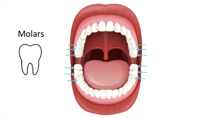 Molars: The Back Teeth for Crushing and Mashing