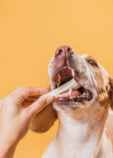 How to Care for Your Dog’s Teeth: Tips for a Healthy Canine Smile