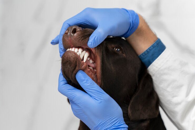 Importance of Dental Health for Dogs