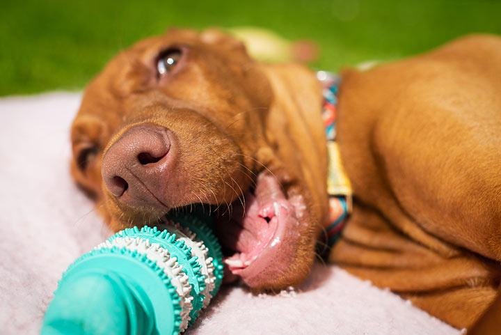 Incorporating Dental Toys into Your Dog’s Routine
