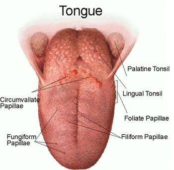 Common Tongue Problems and How to Address Them