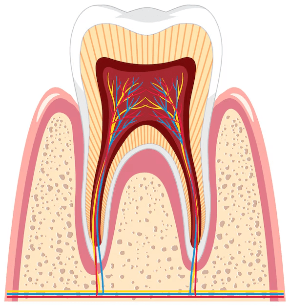 Strengthening Tooth Enamel