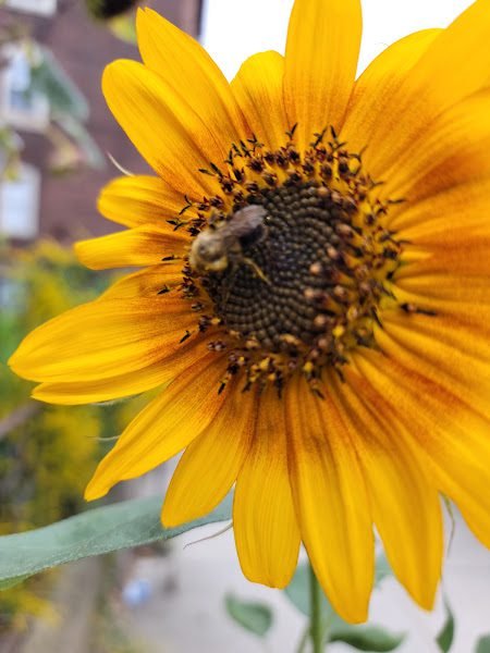 Abbott, Allyson A. DMD