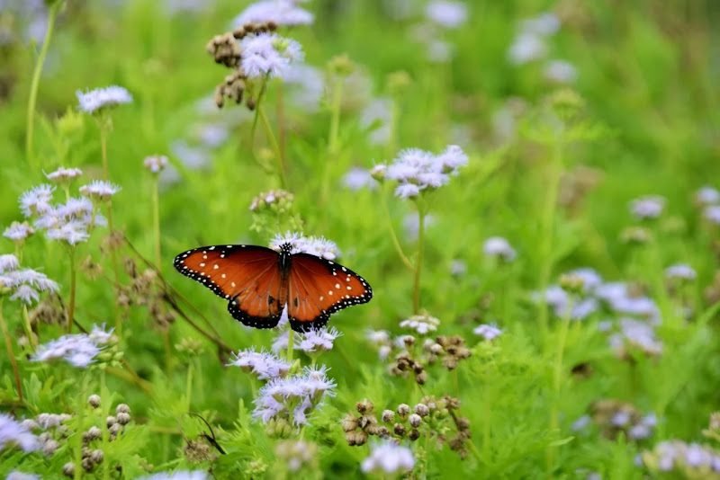 Cynthia L Graves DDS - Dentist Austin TX | Dentures Austin TX