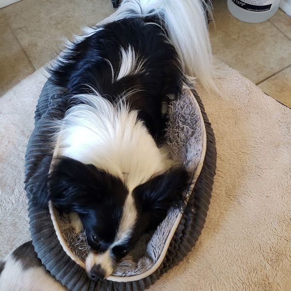 Nashville Holistic Veterinary Care